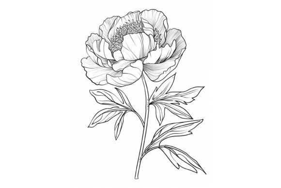 Download Peony Flower Coloring Page - Coloring Collection